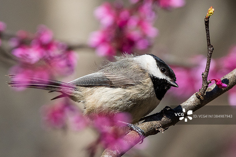 卡罗莱纳山雀栖息在粉色红花树上图片素材