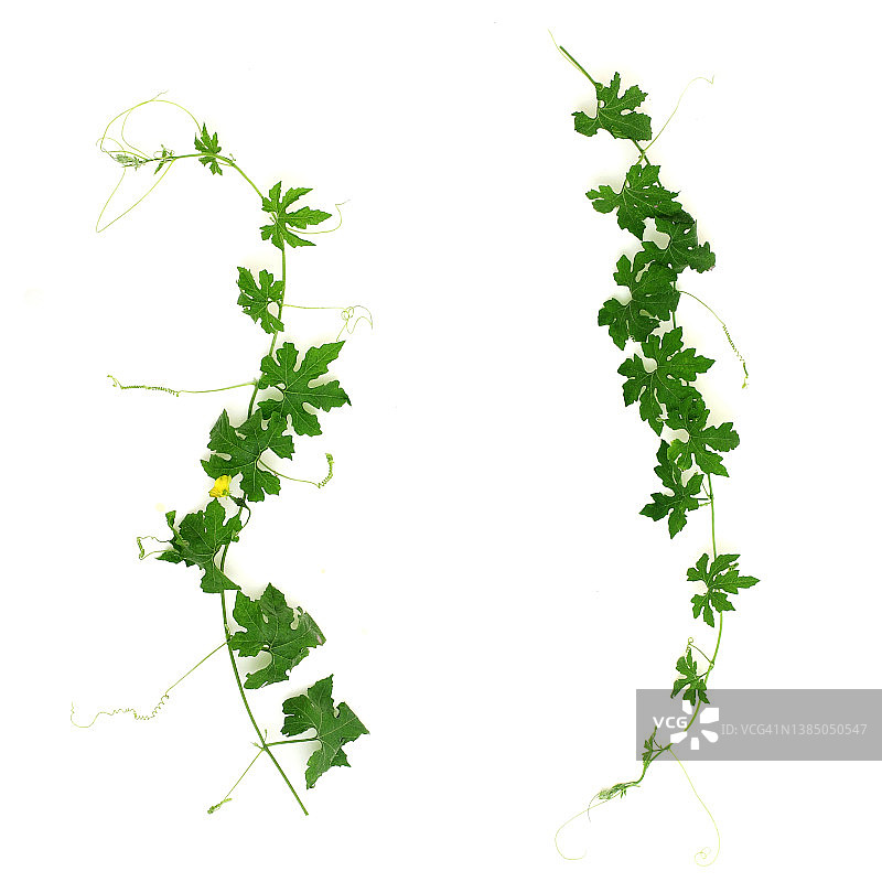 白色背景上的黄瓜叶图片素材