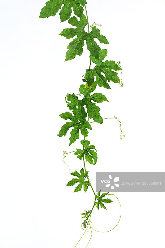 白色背景上的黄瓜叶图片素材