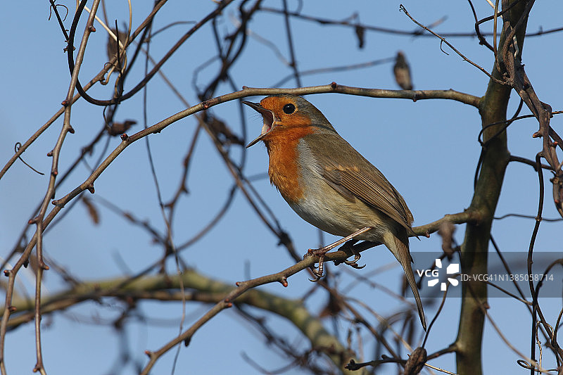 栖息在树枝上歌唱的知更鸟图片素材