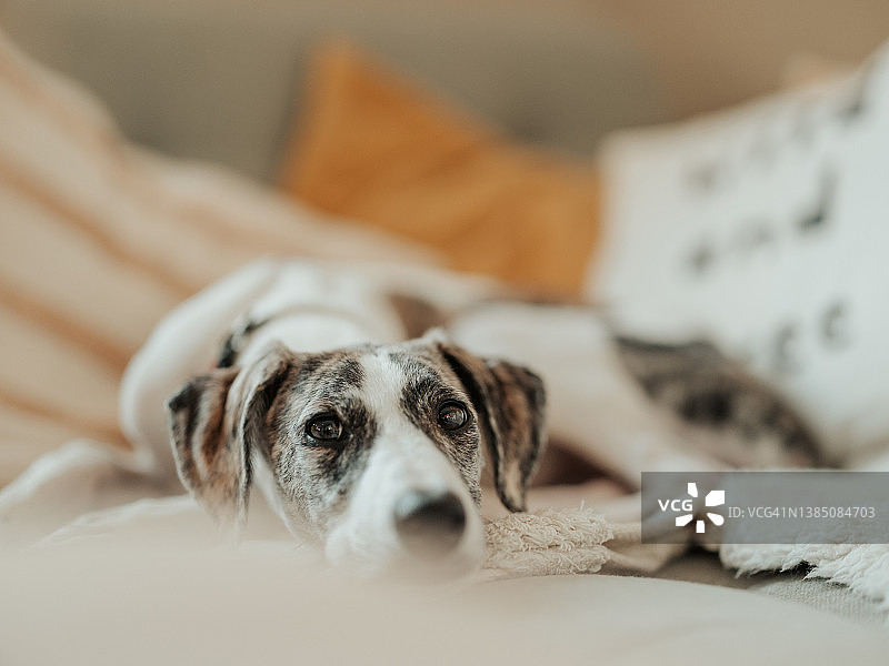 沙发上的可爱猎犬幼犬图片素材
