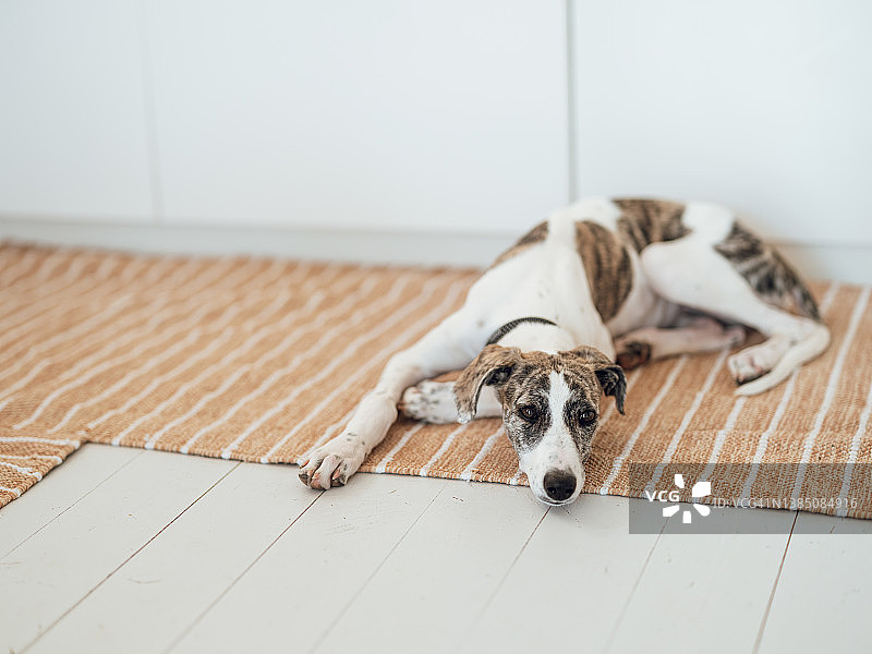 可爱的猎犬幼犬居家地板图片素材