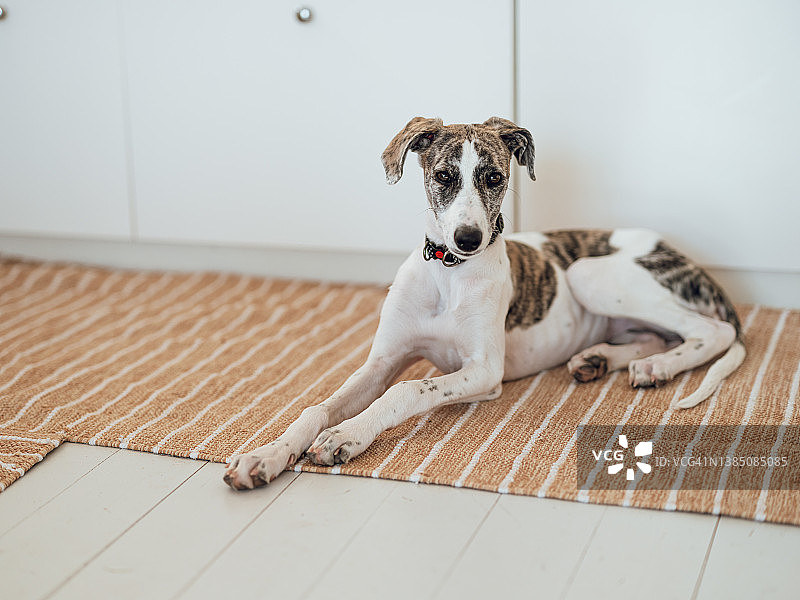 可爱的猎犬幼犬居家地板图片素材