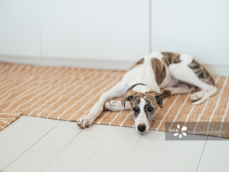 可爱的猎犬幼犬居家地板图片素材