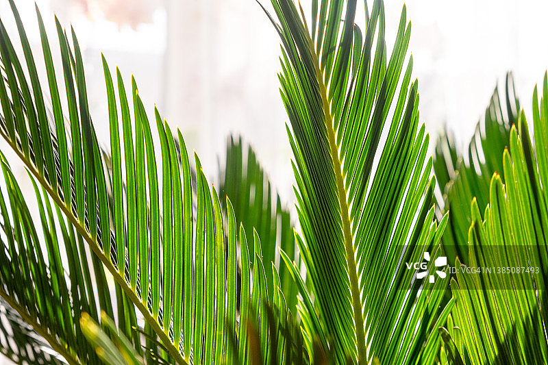 盆栽棍棒椰子树。室内光照下的苏铁。卧室内的棕榈盆栽。图片素材