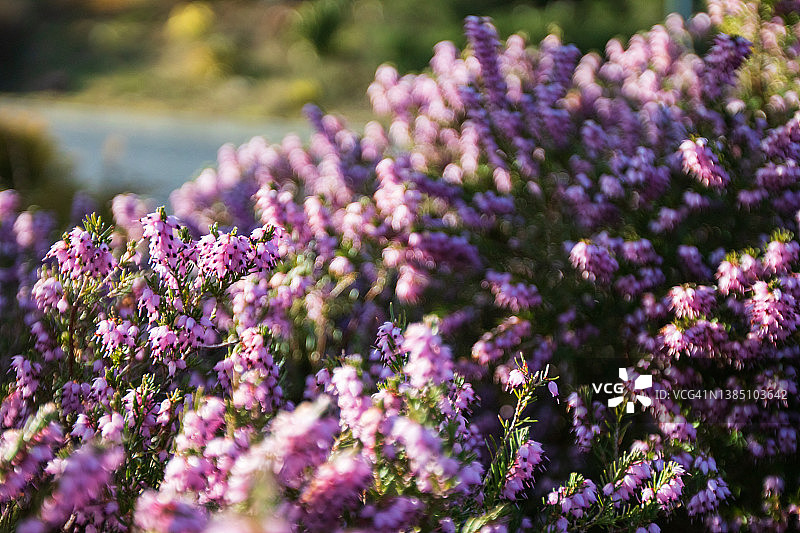 欧石楠植物特写，彩色自然背景图片素材
