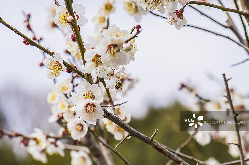 白色的梅花图片素材