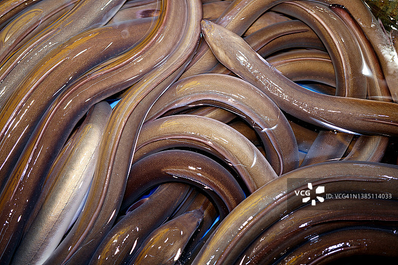 鱼店里的活鳗鱼图片素材