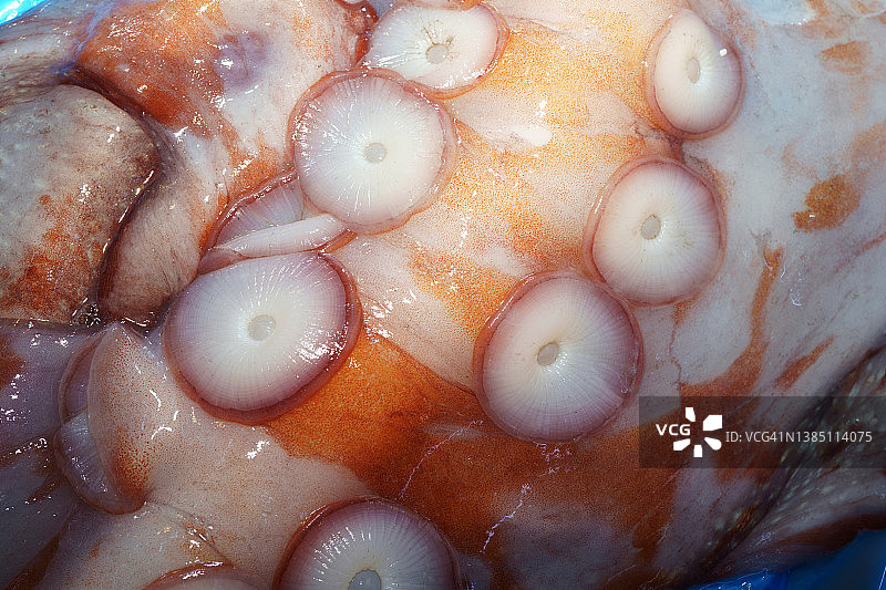 章鱼腿部特写图片素材