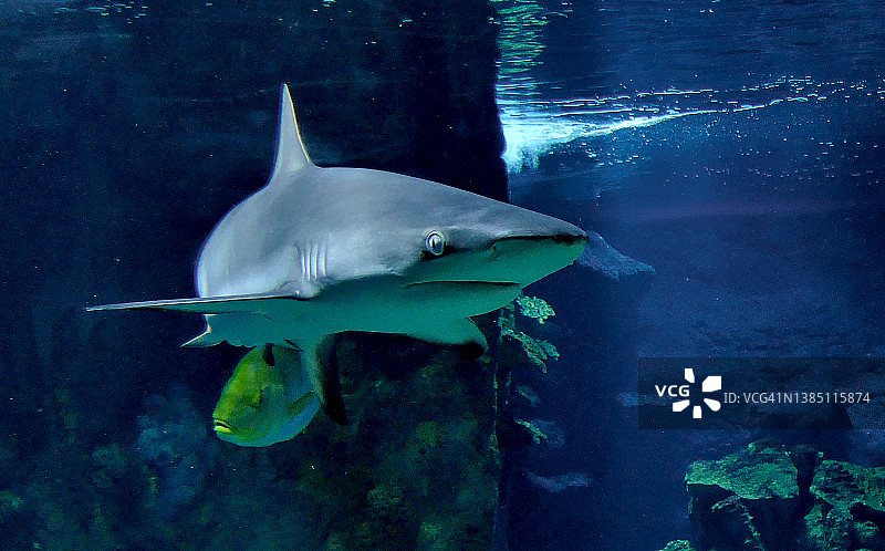 灰礁鲨图片素材