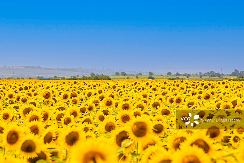 晴朗蓝天下阳光明媚的向日葵田图片素材
