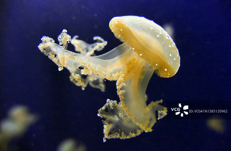 点状千 হাত무늬 해파리图片素材