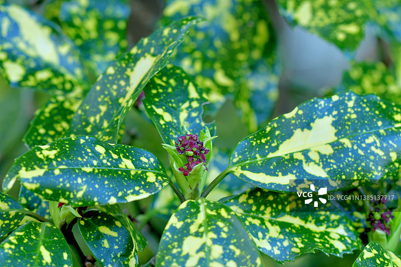 金粟兰图片素材