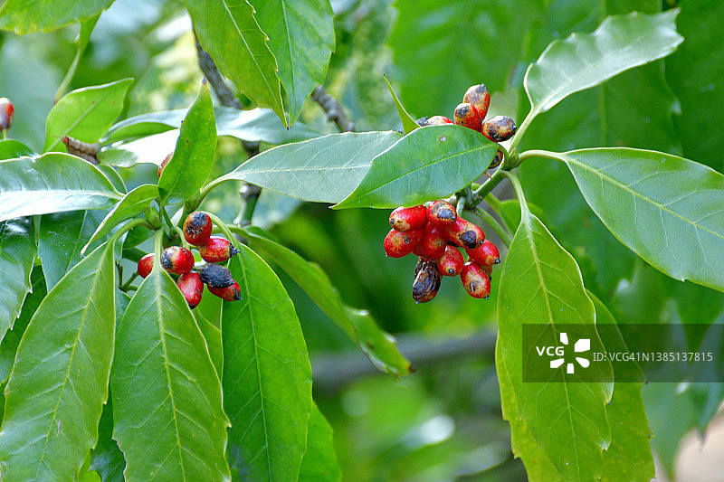金粟兰图片素材