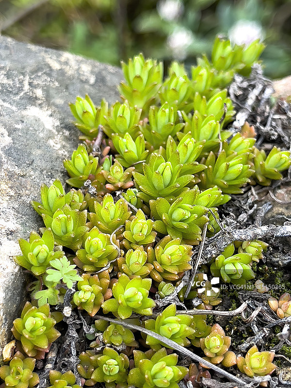 岩石上的多肉植物图片素材