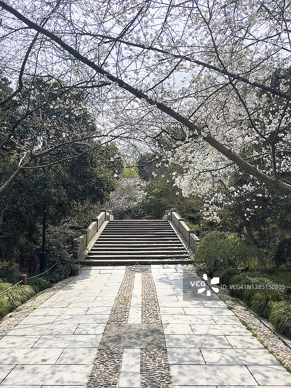 樱花树下的道路图片素材