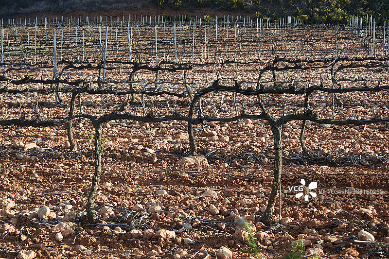 葡萄园在冬天图片素材