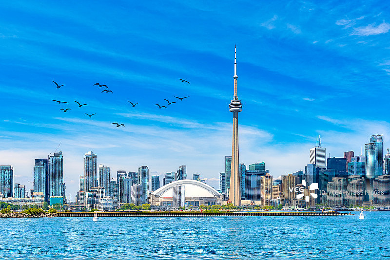 加拿大多伦多天际线中飞翔的鸟群图片素材