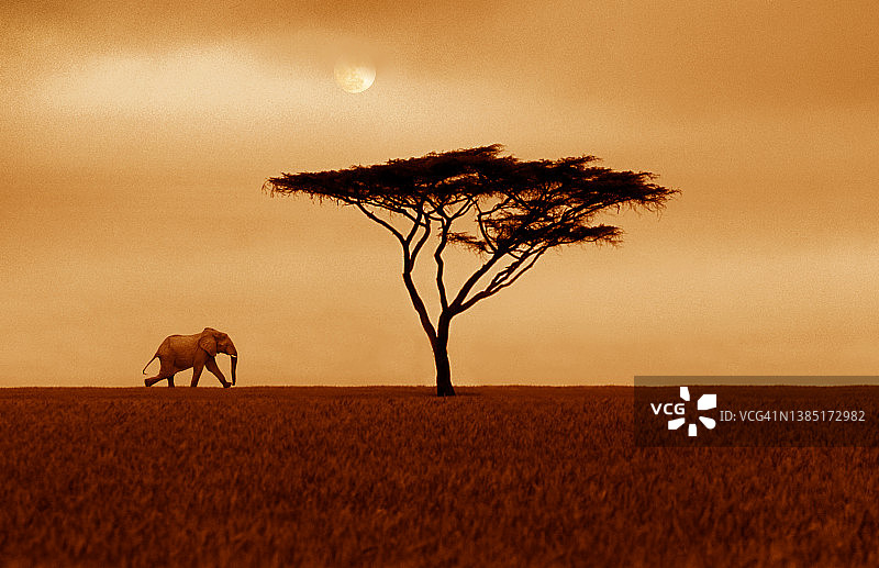 穿越稀树草原的大象数字图像图片素材