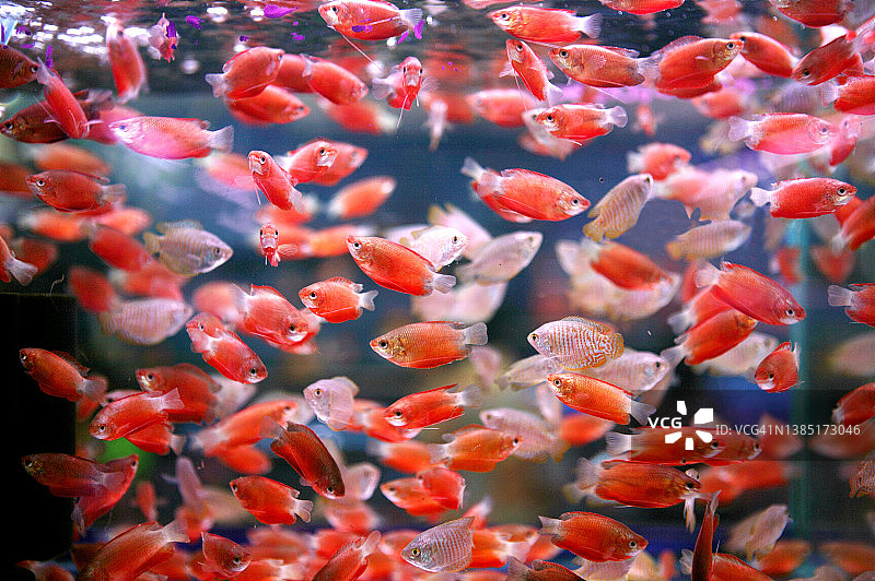 水族箱中的红鱼图片素材