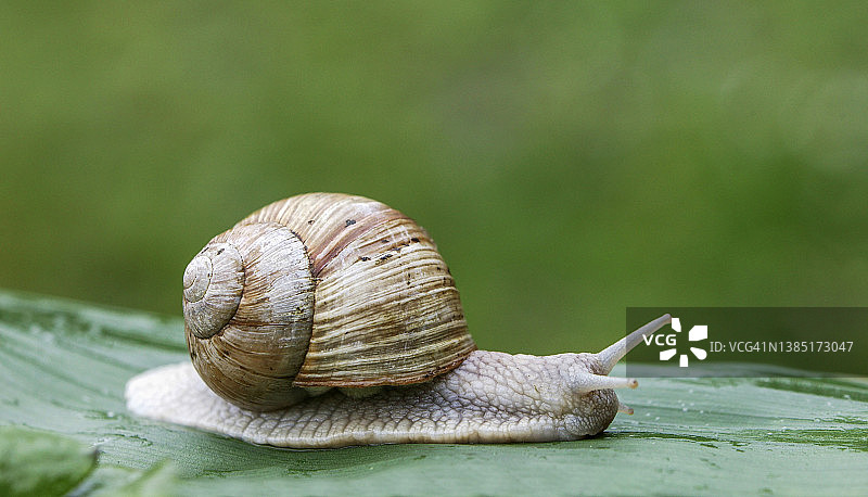 一只普通蜗牛图片素材