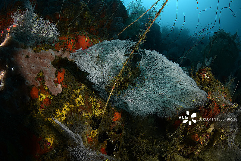 柳珊瑚礁图片素材