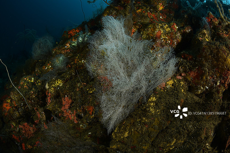 柳珊瑚礁图片素材