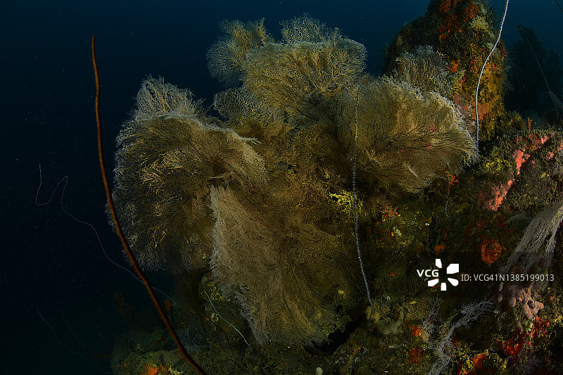 橙色海扇黑色珊瑚图片素材