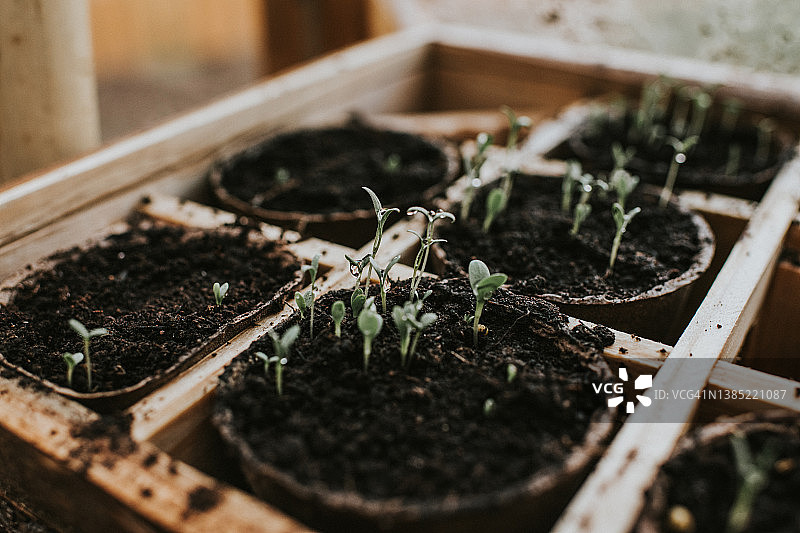 温室里木制育苗盘中开始发芽的小苗图片素材