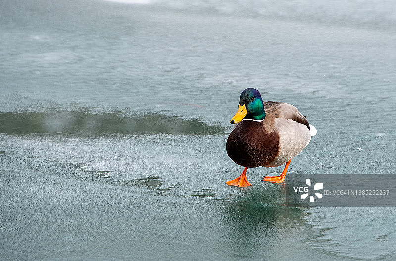 雄性绿头鸭在结冰的池塘上行走图片素材