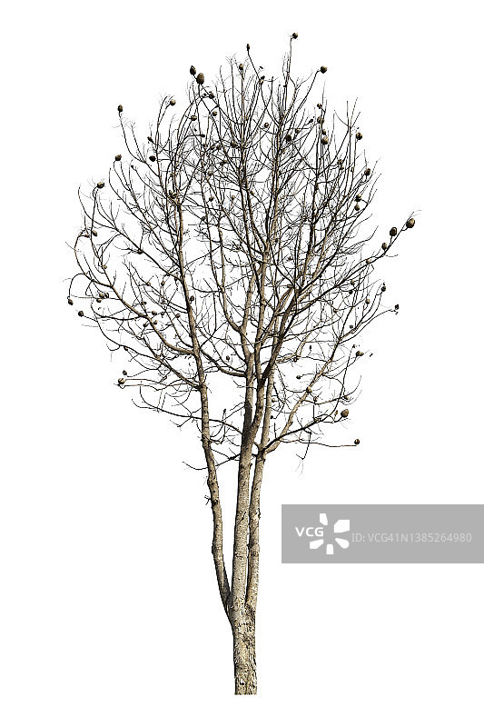 白色背景上的孤立枯树（带裁剪路径）图片素材