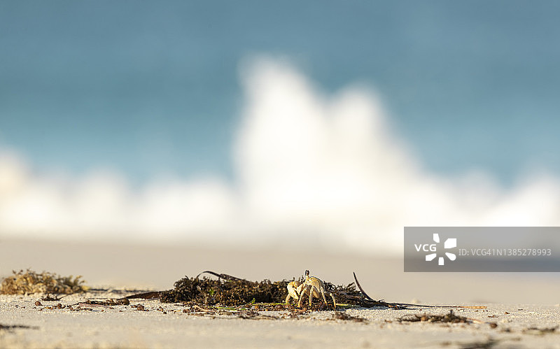 金色幽灵蟹图片素材