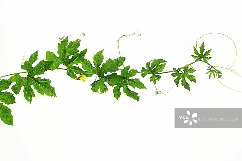 白色背景上的黄瓜叶图片素材