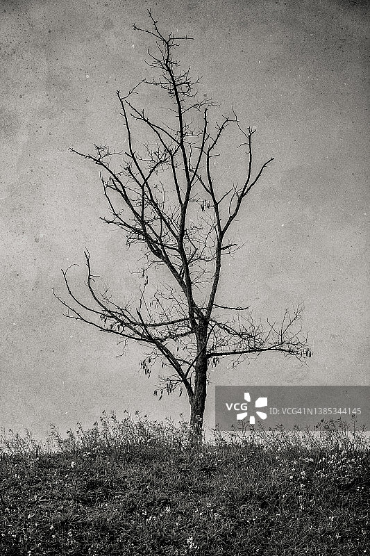 鲜花草地与枯树图片素材
