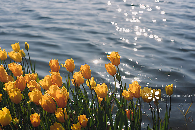河边的郁金香图片素材