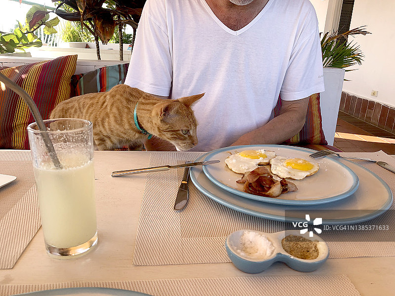 和好奇的猫一起吃早餐图片素材
