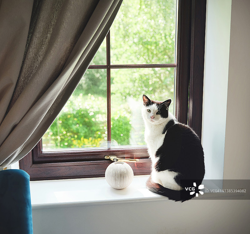 窗台上的一只猫照片图片素材