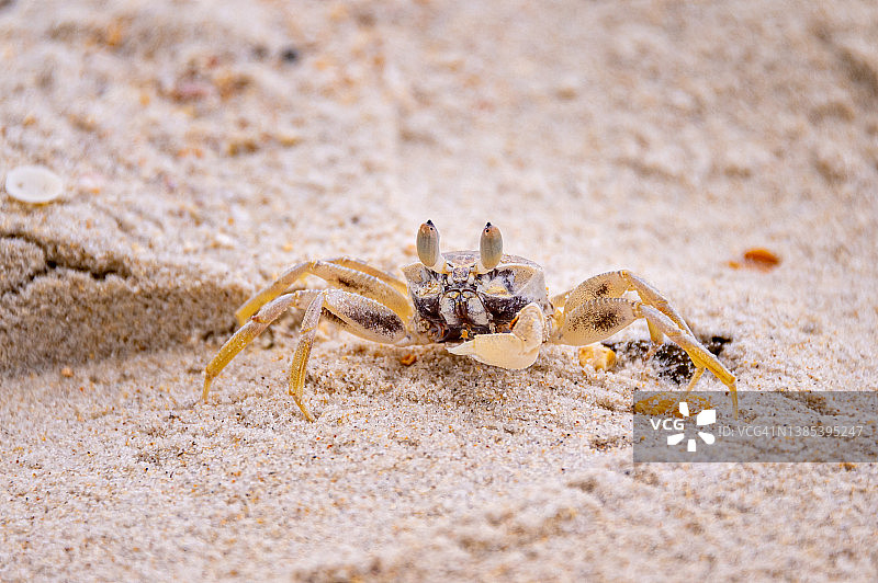 在海滩上奔跑的螃蟹图片素材