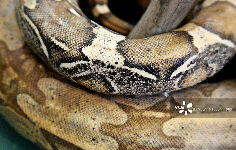 蛇皮干，巴西图片素材