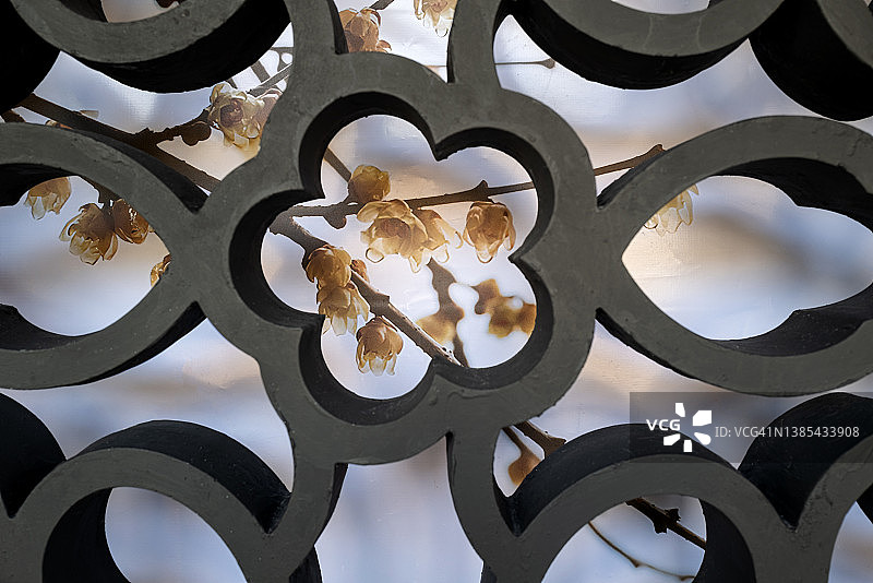 梅花前的混凝土窗格图片素材