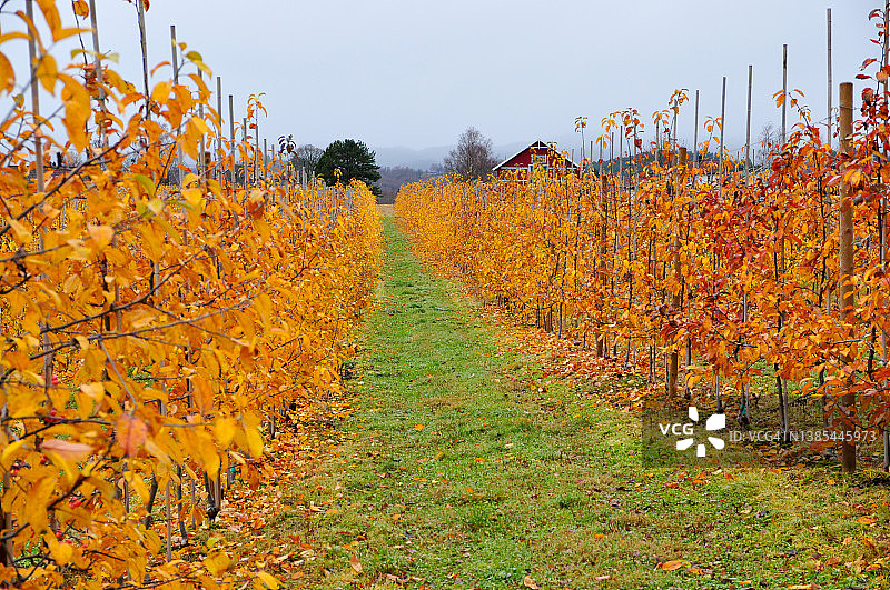 秋天的苹果园图片素材