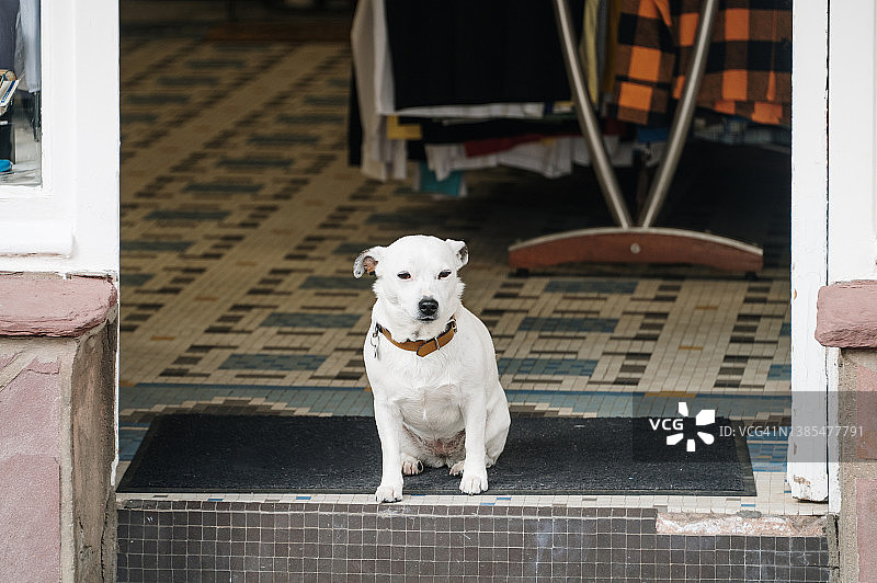 在商店入口的白色杰克罗素犬图片素材