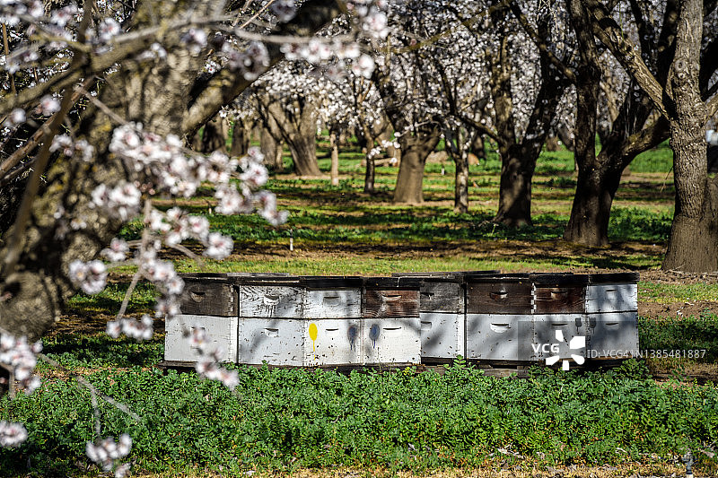 加州杏仁园中的蜂箱，用于帮助树木授粉图片素材