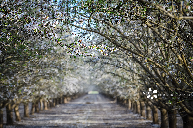 特写：加州北部杏树园中授粉的杏花图片素材