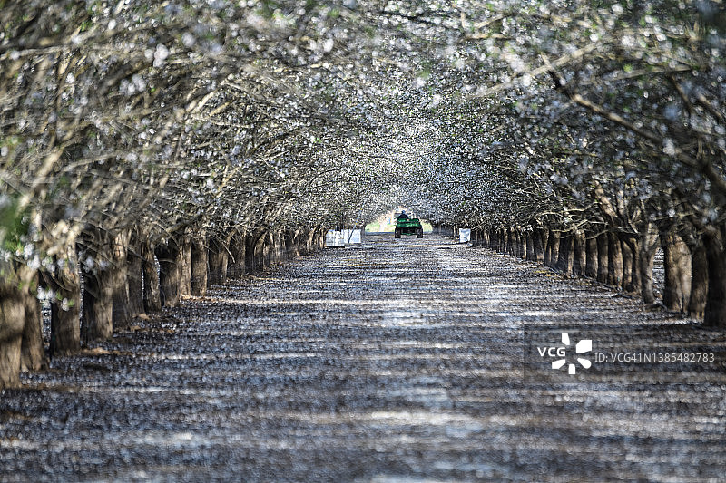 北加州杏树园中杏花盛开，花瓣散落一地图片素材