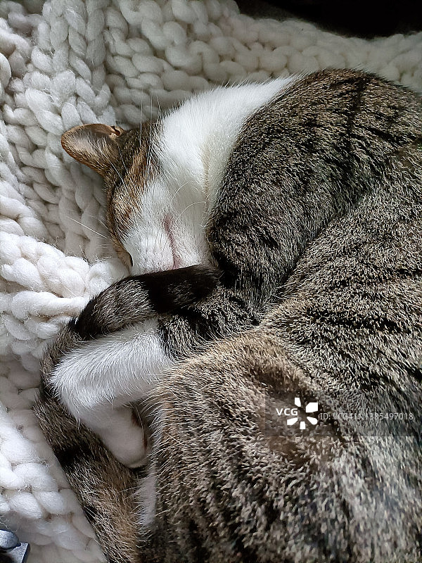 睡觉的猫图片素材