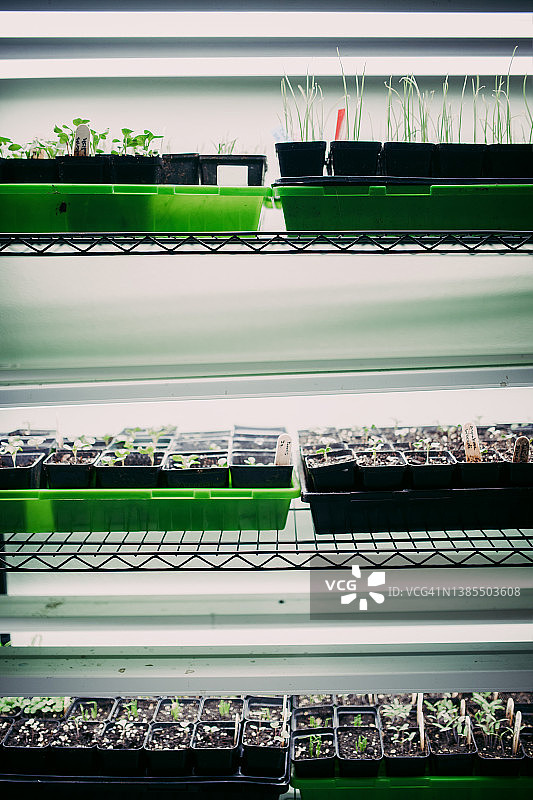 准备种植的花园幼苗图片素材