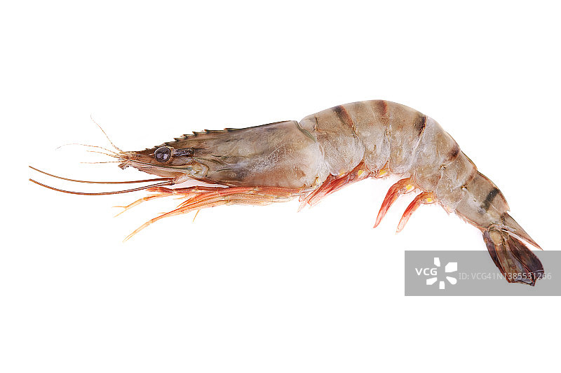 白色背景上的鲜虾图片素材