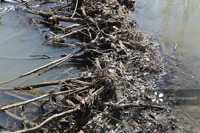 天然海狸水坝图片素材