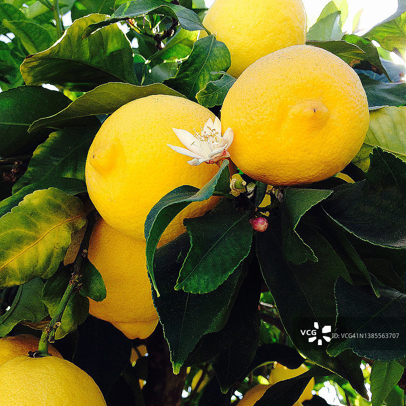 树上带花的柠檬特写图片素材